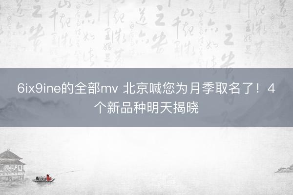 6ix9ine的全部mv 北京喊您为月季取名了！4个新品种明天揭晓